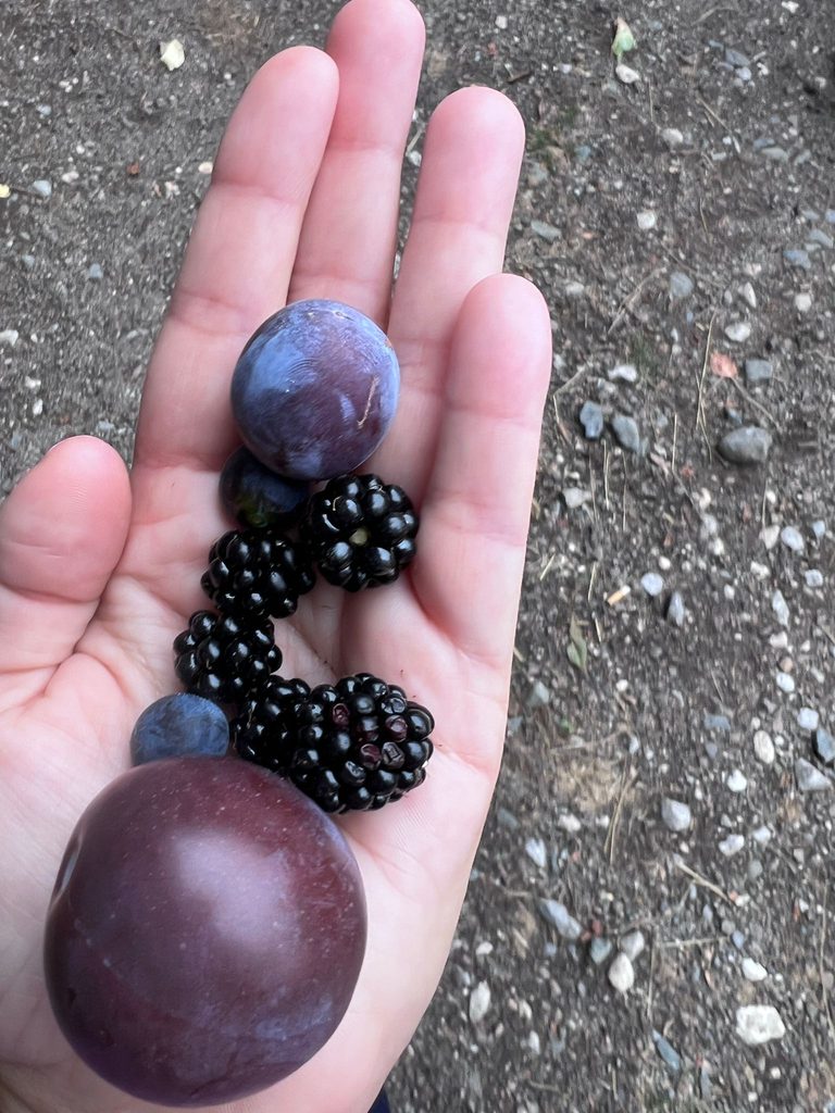 Frutos silvestres de Campoo: qué puedes encontrar en la naturaleza según la temporada 1 Frutos silvestres